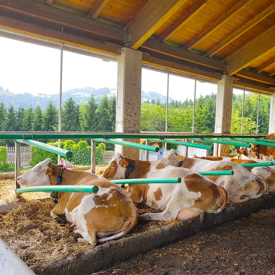 Cow Welfare Aufstallung - flexibel und gut